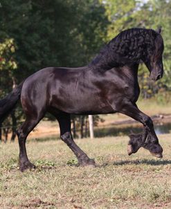 A21C4148 Friesian Stallion, Grace And Beauty Farms, IN