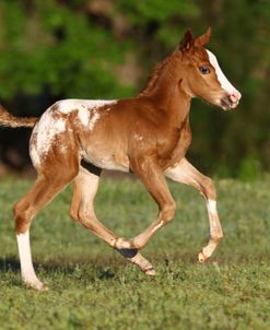 A21C4775 Appaloosa Foal, Lynns Appaloosas, FL