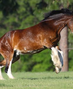 A21C5192 Shire Bucking, New England Shires, FL