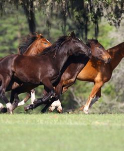 A21C5776 Canadian Sport Horse Youngsters, Kingridge Stables, FL