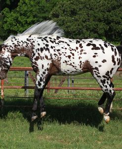 A21C3430 Bucking Appaloosa Stallion – Hypnotist – Topstep Farm, TX