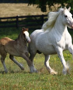 A21C3473 Gypsy Vanner Mare & Foal, Villa Vanners, TN