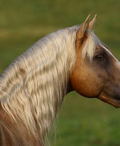 A21C4023 Tennessee Walker Stallion – Ivory Pal – Ivory Knoll Ranch, TN