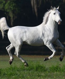 A21C7319 Lipizzaner – Beamer – Owned By Linda Evans, Under The Son Farm, FL