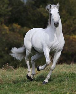 A21C7886 P.R.E. Andalucian Stallion – Heroe Mac – Jay Stables, IL