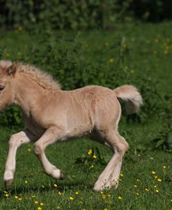 A21C8095 Shetland Foal, Butts Farm, UK