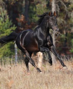 A21C6236 Andalucian Stallion – Favorito – Rivera Andalucian Farm, MI