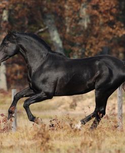 A21C6363 Andalucian Stallion – Citero – Rivera Andalucian Farm, MI