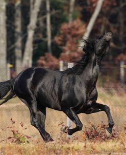 A21C6427 Andalucian Stallion – Citero – Rivera Andalucian Farm, MI