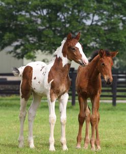 A21C8442 Sport Horse Foals, Church Farm, UK