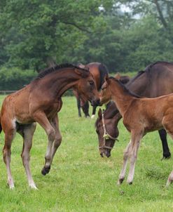 A21C8560 Sport Horse Foals Playing, Church Farm, UK