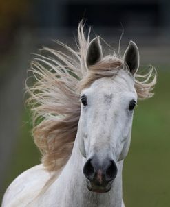 A21C8978 P.R.E. Andalucian Stallion – Lucero – Jay Stables, IL