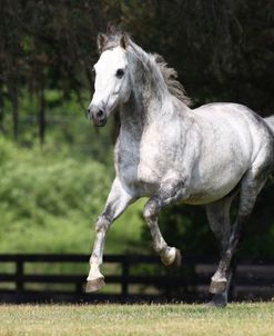 A21C9123 Andalucian Stallion – Renaissance TCV – Caballos De Los Christiani, FL