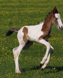 A21C8179 Gypsy Cob X Bashkir Curly Foal, Butts Farm, UK