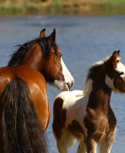 A21C8195 Gypsy Vanner Mare & Foal – Onora & Buttons – Horse Feathers Farm, TX
