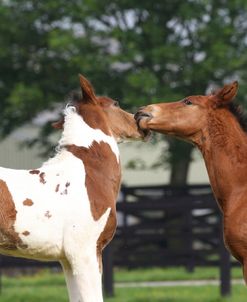 A21C8435 Sport Horse Foals, Church Farm, UK