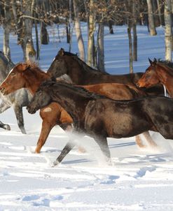 AG8A6884 Trakehner Youngstock In Snow, Meadowview Trakehners, AB