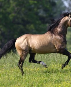 AV4C0469 Buckskin Lusitano Stallion – Lusiadas – Equus Academy, KY