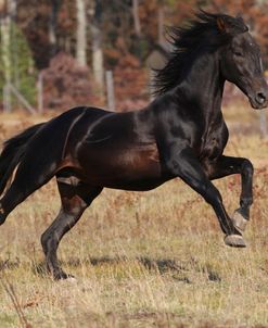 AV4C6028 Andalucian Stallion – Favorito – Rivera Andalucian Farm, MI