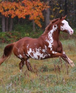 AV4C6205 Overo Paint Mare – LGF Just Too Huggable – Owned By Katie Hartsuff, Looking Glass Farm, MI