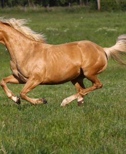 A21C9603 Palomino Quarter Horse – Seminole Rose – Seminole Wind Paints & Quarters, TX