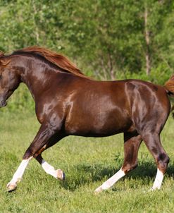 A21C9620 Arab Stallion – WH Strider – White Horse Acres, TX