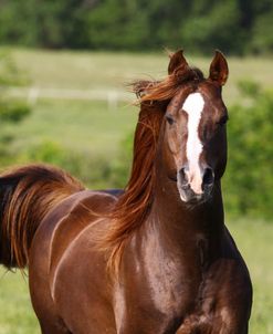 A21C9624 Arab Stallion – WH Strider – White Horse Acres, TX