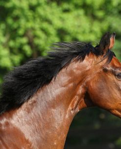 A21C9634 Swedish Warmblood – Tom – Owned By Claire Plante, Chevalier Farm, TX