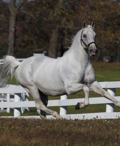 AV4C6744 Lipizzaner Stallion – Pluto V1 Andorella – The Tempel Lipizzans, IL