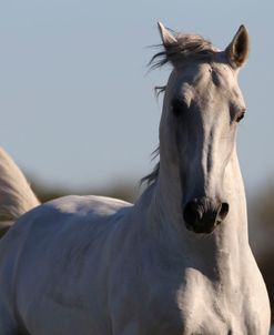 AV4C6895 Lipizzaner Stallion – Favory V1 Andorella – The Tempel Lipizzans, IL