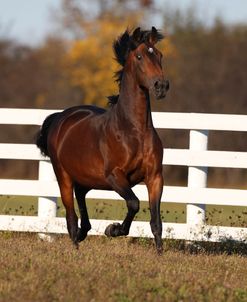 AV4C6954 Lipizzaner Stallion – Neopolitano Pepita – The Tempel Lipizzans, IL