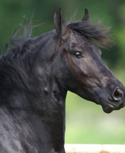 AV4C7482 Friesian – Zobe Van Het Kasteel – Owned By Joni Kahn, Training Resources, TX