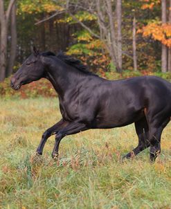 AV4C6280 Quarter Horse Mare – Larks Lovely Lady – Owned By Katie Hartsuff, Looking Glass Farm, MI