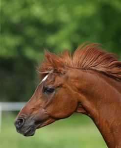 AY3V1123 Arab, Vanguard Arabians, TX