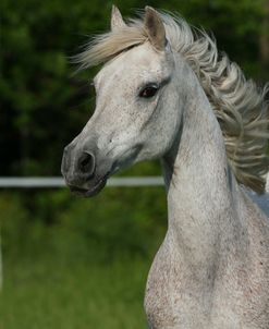 AY3V1202 Arab, Vanguard Arabians, TX