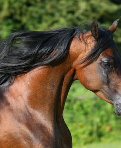 AY3V5580 Arab Stallion, Claverdon Stud, UK