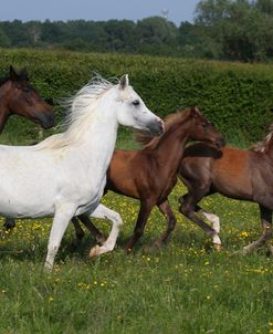 AY3V5767 Arab Mares & Foals Claverdon Stud, UK