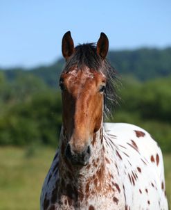 AY3V9444 Appaloosa, 3Years, Droys Court Farm, UK