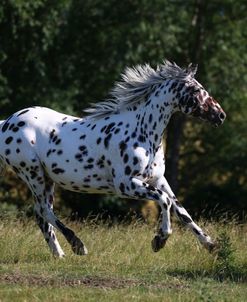 AY3V9581 Appaloosa, 3Years, Droys Court Farm, UK