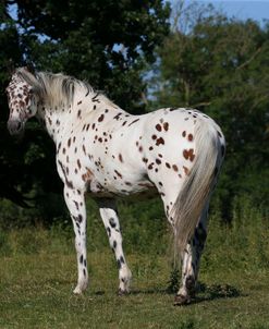 AY3V9832 Appaloosa, 3Years, Droys Court Farm, UK