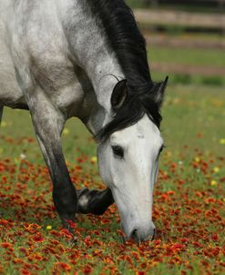 AY3V9873 Quarter Horse, La Escola, TX