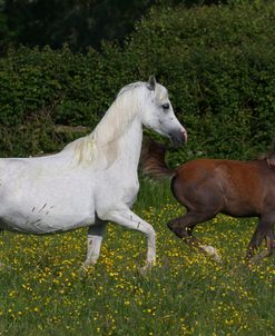 AY3V5844 Arab Mares & Foals Claverdon Stud, UK