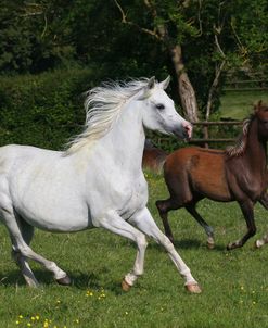 AY3V6024 Arab Mares & Foals Claverdon Stud, UK