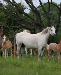 AY3V6316 Welsh Mountain Pony Mares & Foals, Llanarth Stud, UK