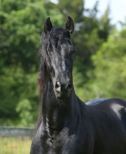 AY3V9068 Warlander, Friesian X, Horse Feathers Farm, TX