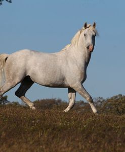 CQ2R0992 Lipizzaner Stallion – Favory V1 Ivana – The Tempel Lipizzans, IL