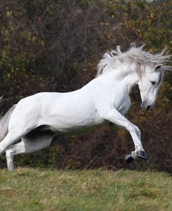 CQ2R1987 P.R.E. Andalucian Stallion – Heroe Mac – Jay Stables, IL