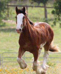 CQ2R9222 Clydesdale, Horse Feathers Farm, TX