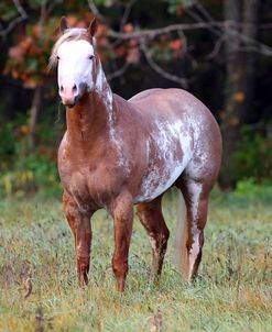 CQ2R9670 Overo Paint Stallion – Hesa Special Hotrod – Looking Glass Farm, MI