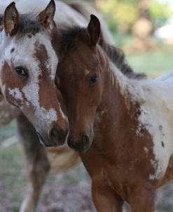 CQ2R0053 Appaloosa Foals, Topstep Farm, TX